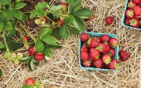 agrosafve-aardbeien-pmv