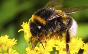 biobest-hommel-pmv
