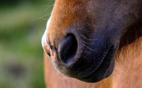 paard-pmv