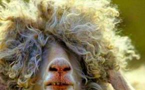virovet-schaap-pmv